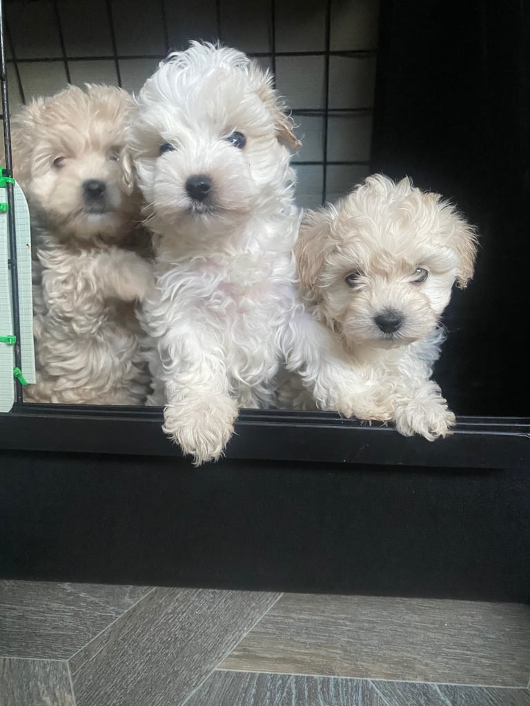 Maltipoo puppys 3girls 1boy 