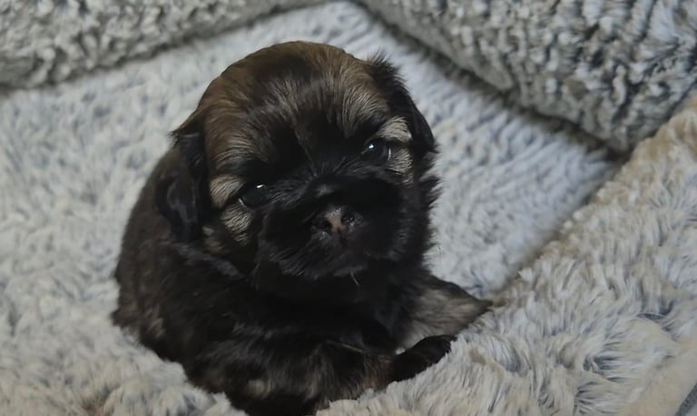 Imperial Shih tzu Puppies