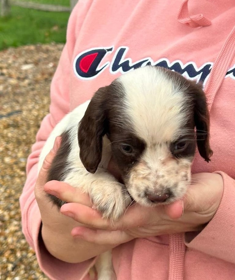Springer spaniel puppies 