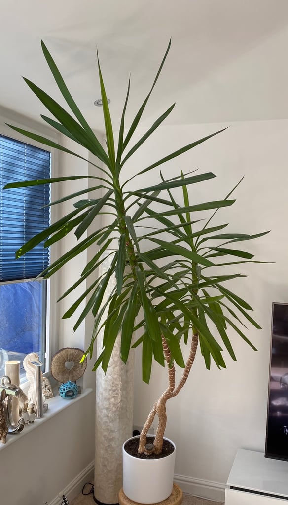 image for Yucca Plant (Indoor-Large)