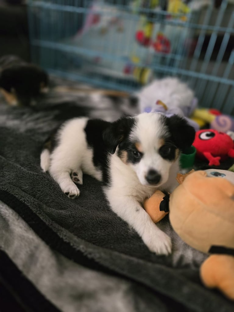 image for Mixed Breed Puppy 
