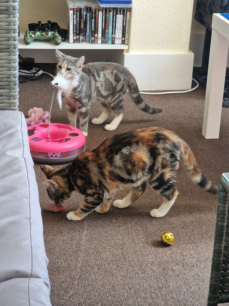 Two sister cats and everything that is needed