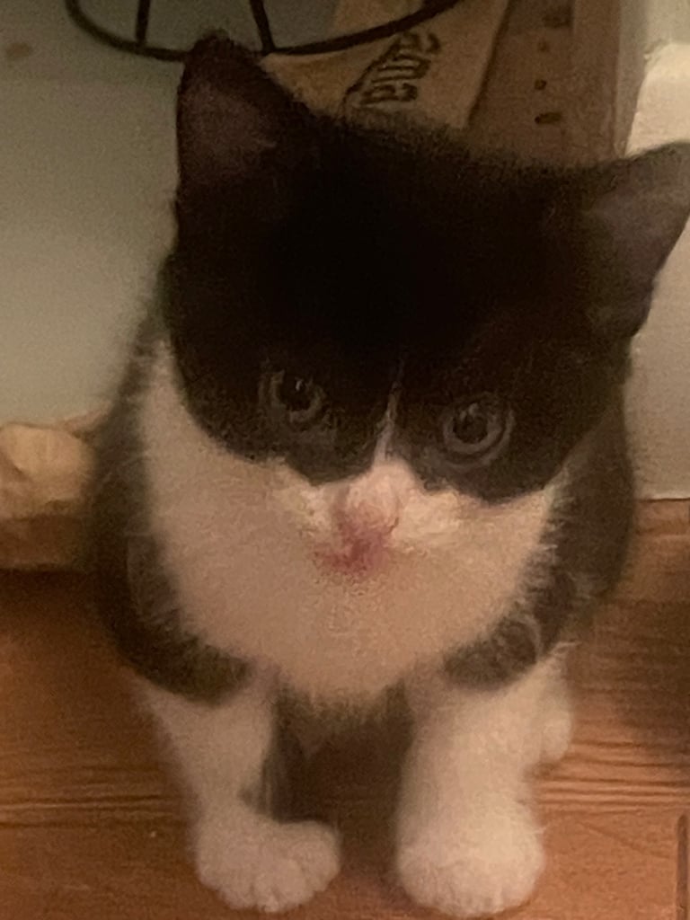 Playful Kittens
