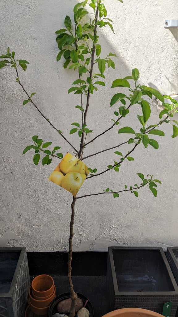 Last Golden Delicious Apple Trees 🍏🌿