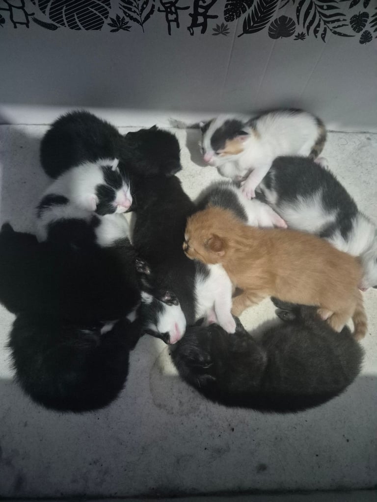 Gorgous kittens long & short haired