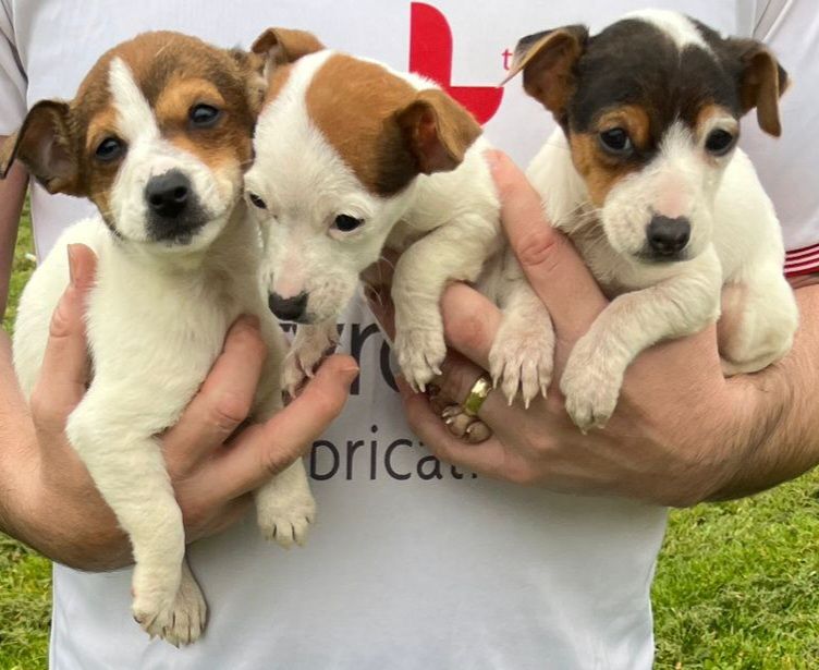 image for  Jack russell male pups 