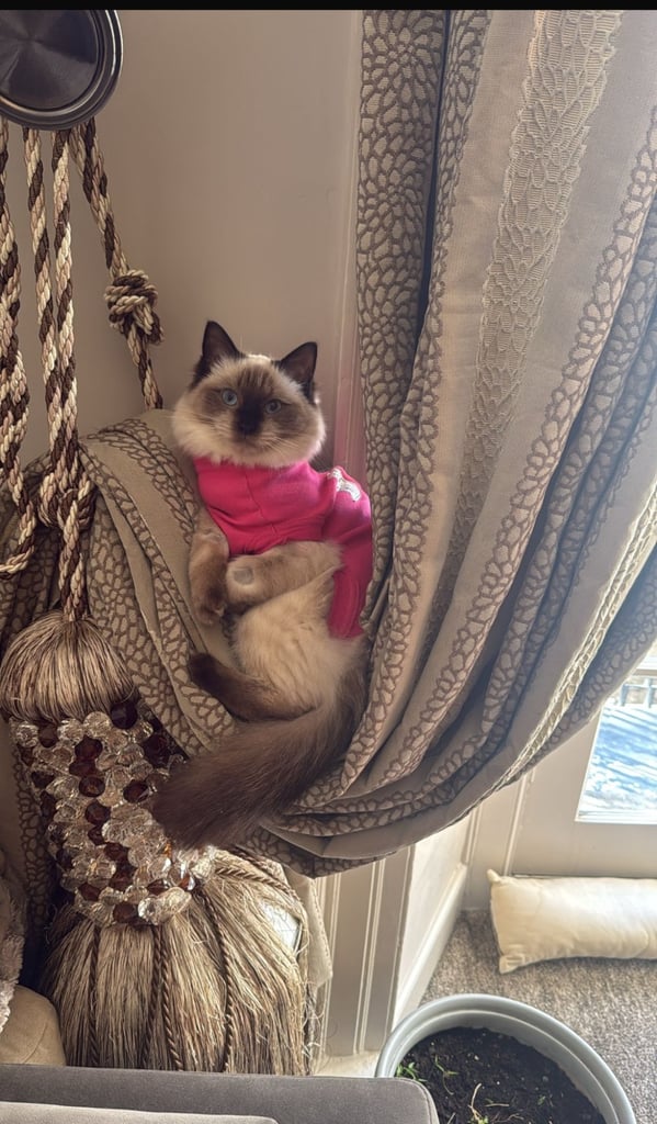 Female ragdoll 