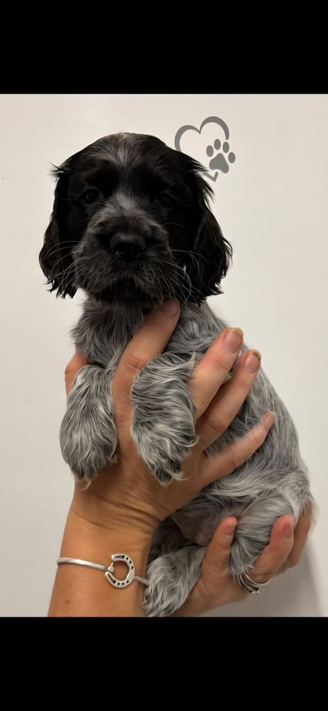 Show type cocker spaniel puppies 