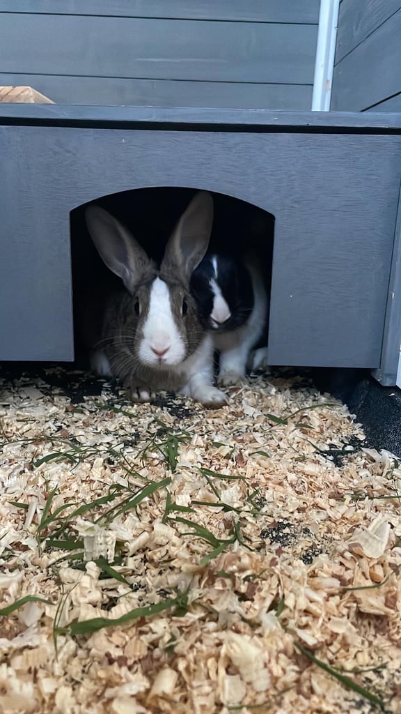 rabbits for sale