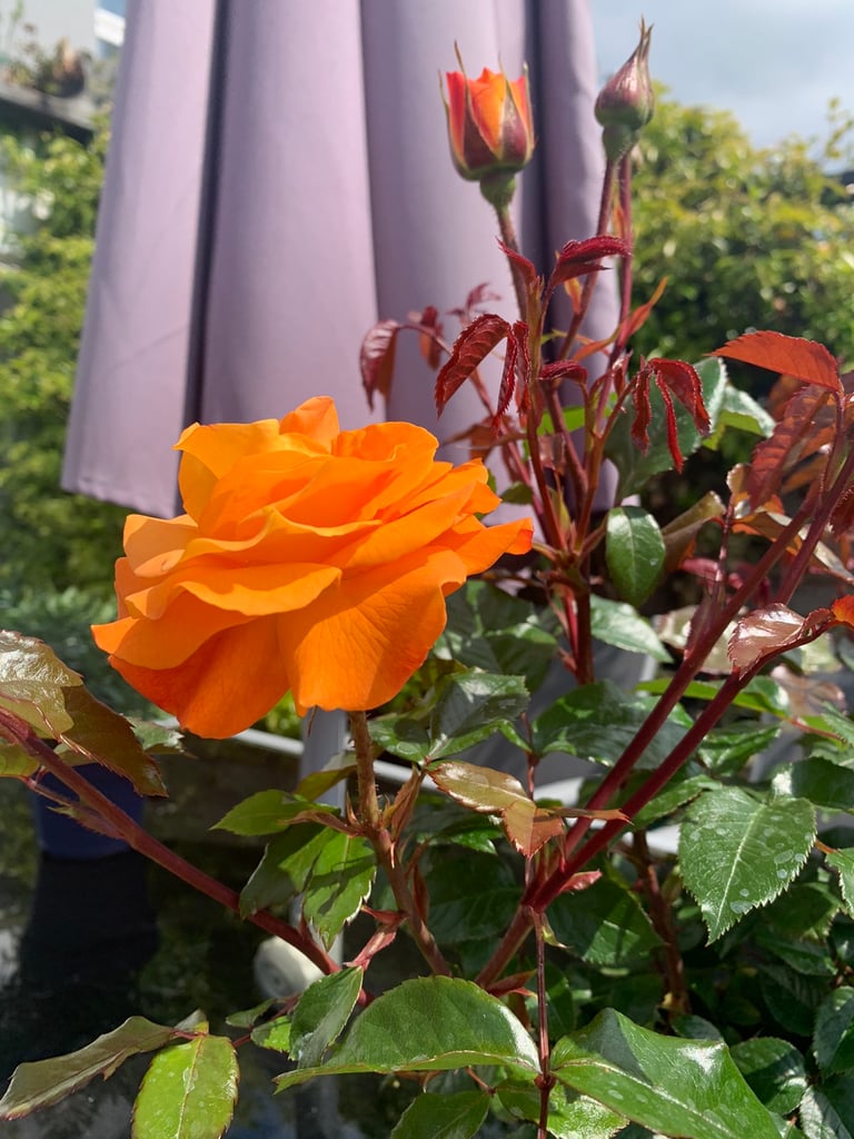 Sweet fragrance orange rose healthy plant