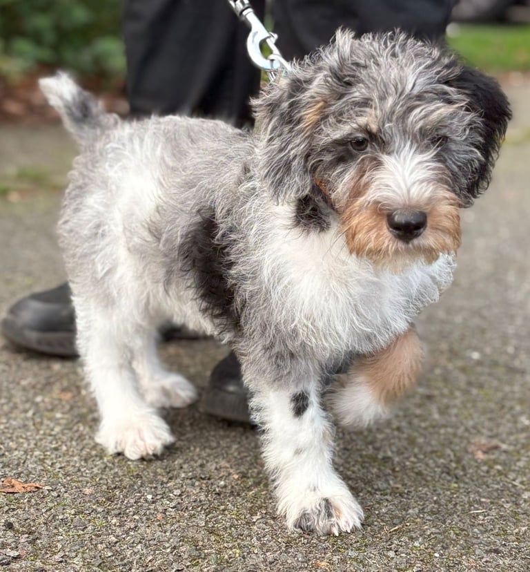 One male jackapoo left