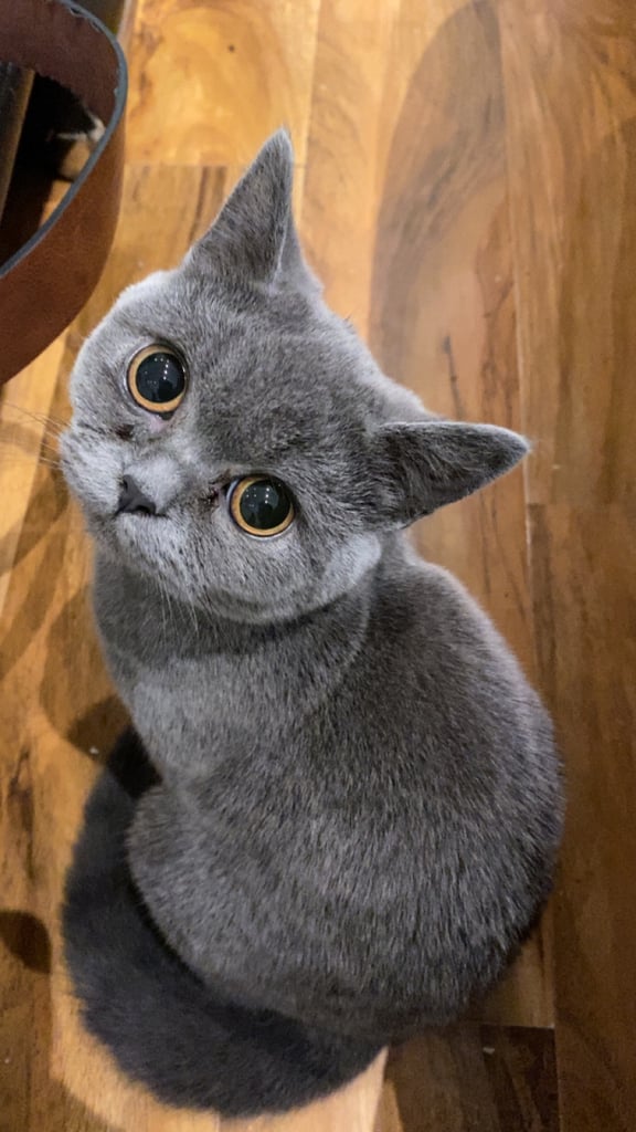 British shorthair cat 