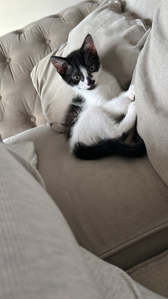 image for 11 week old kitten
