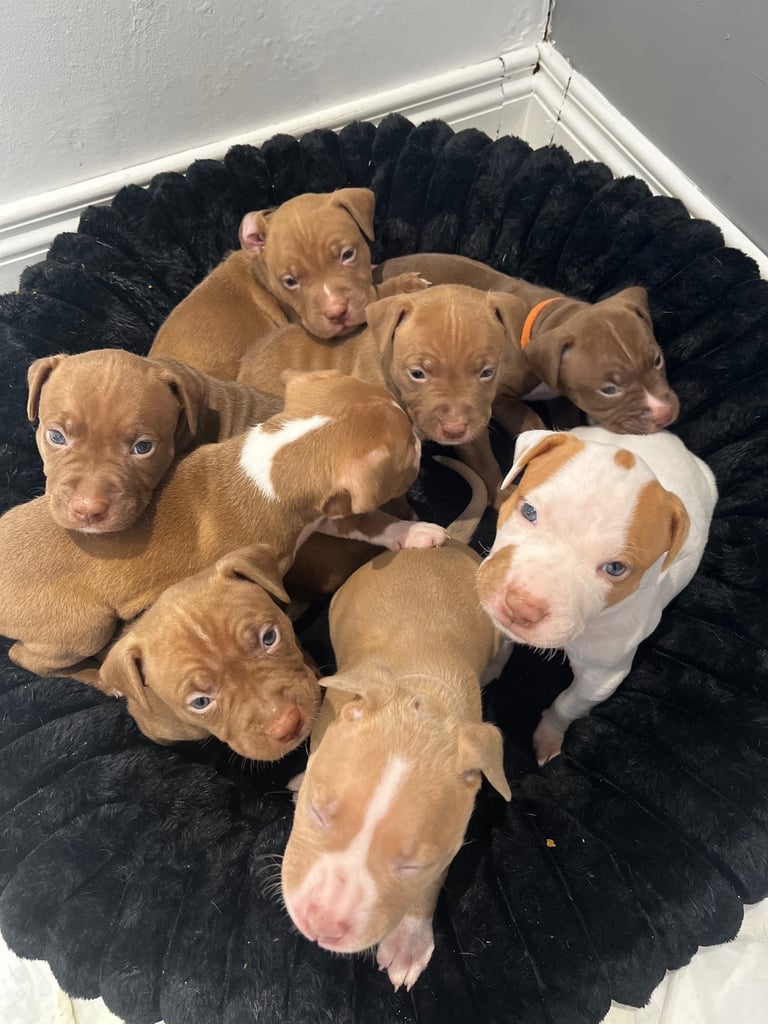 Staffy mix pups