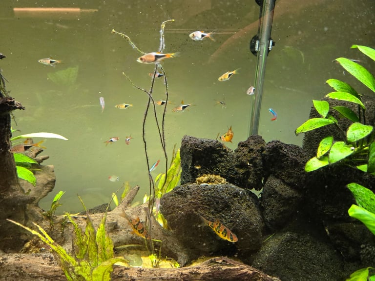 Tropical fish, need rehoming.