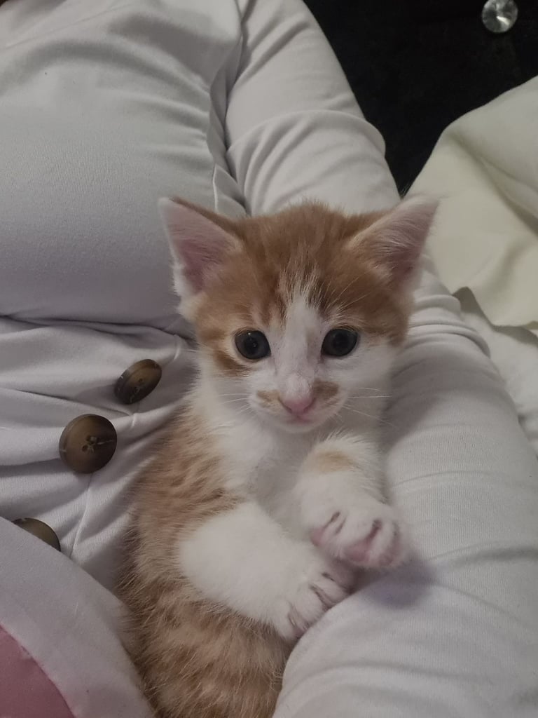 image for Cross Bengal Kittens
