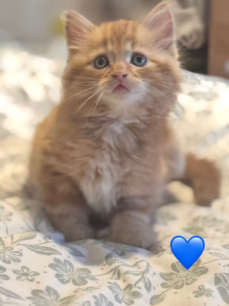 5 beautiful fluffy kittens (mum is half maine coon) 