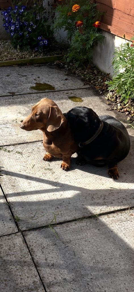 Dachshund baby boy