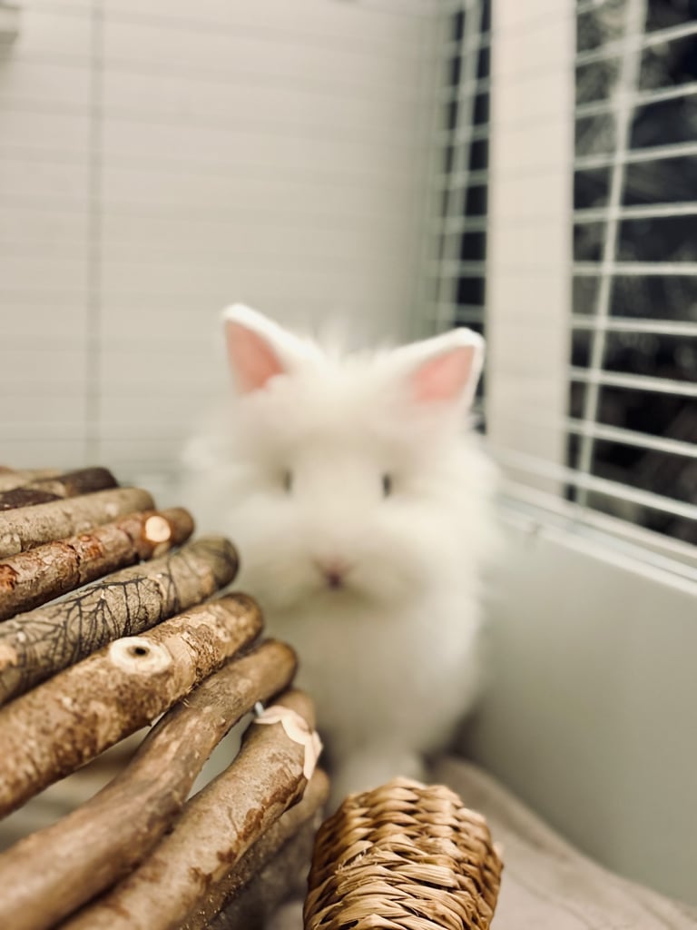 two friendly rabbits , pen,cage,accessories 