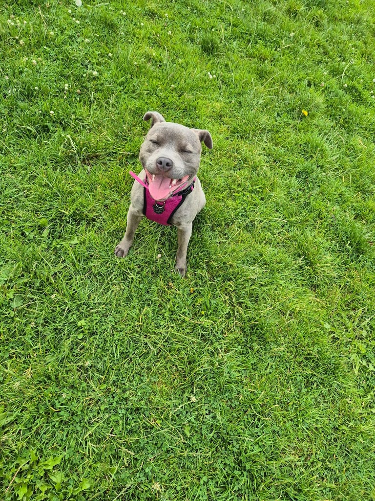 Staffordshire Bull Terrier Staffy