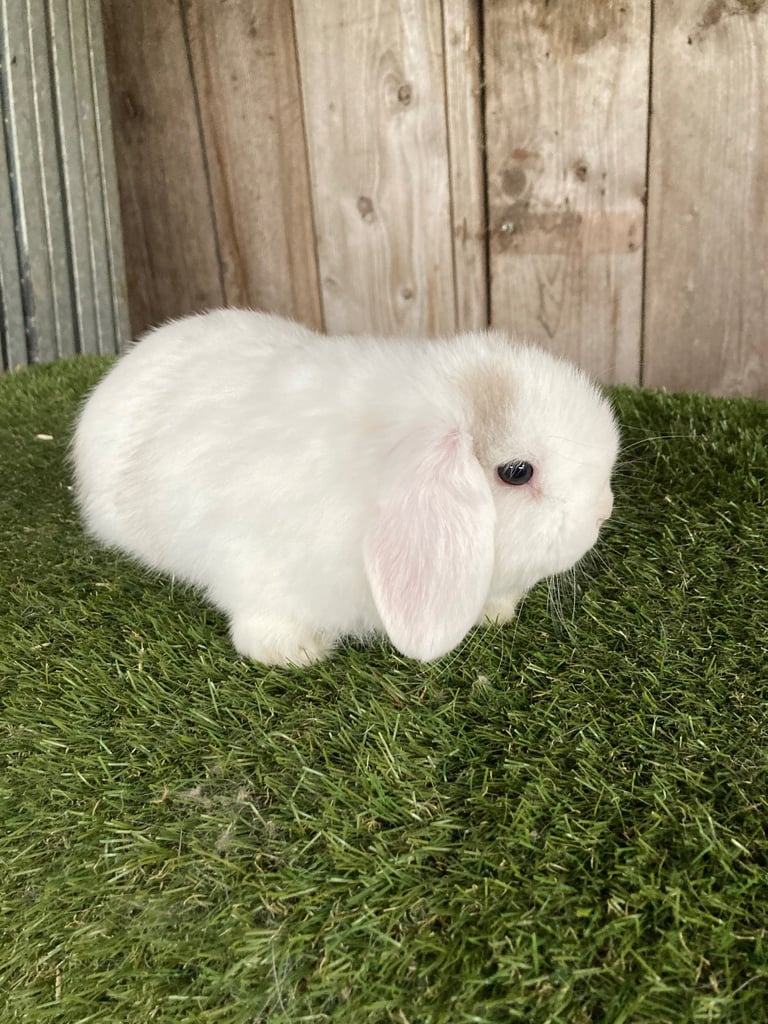 Purebred Continental Giants 