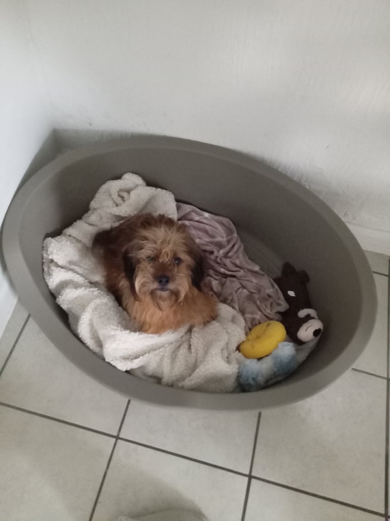 Dee Dee is looking for a forever home! 