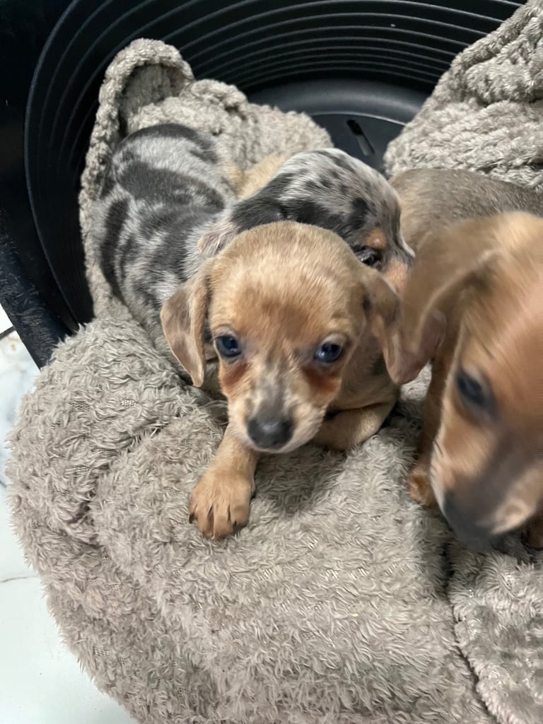 Miniature dachshund puppies ready