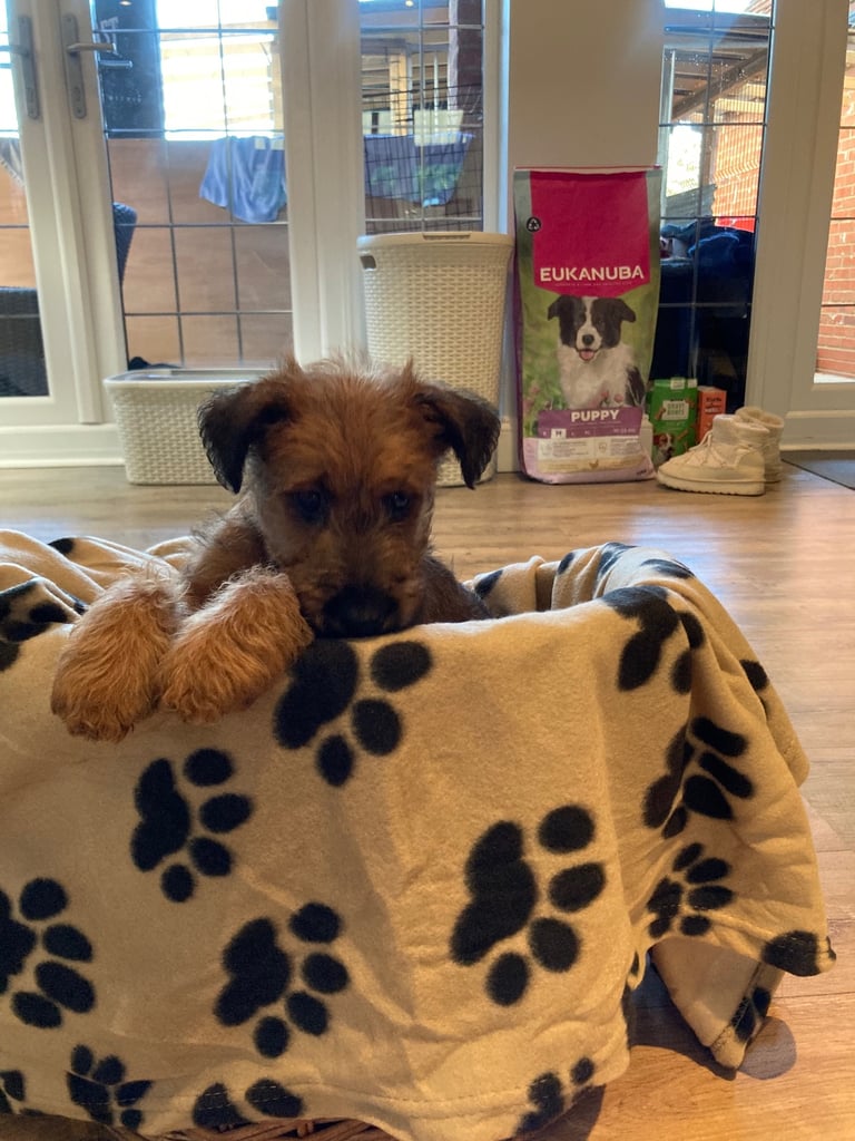 Irish terrier puppys 