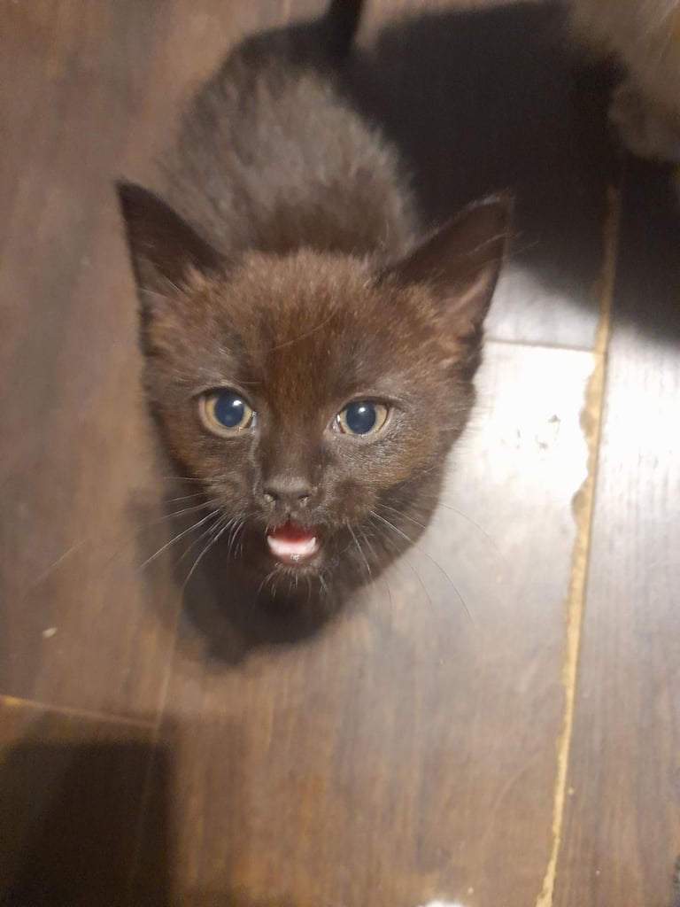 image for Cute black half ragdoll for sale