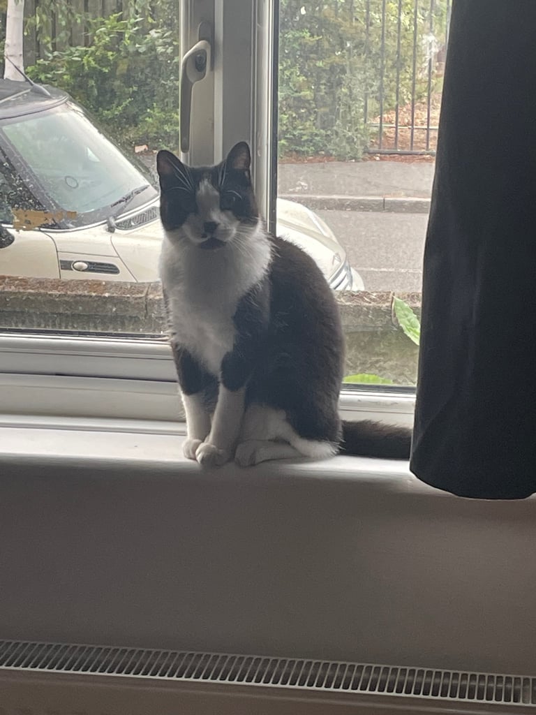 Cat for sale