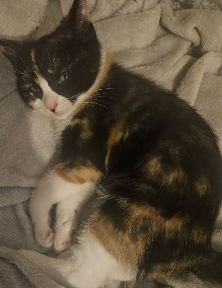 Female Calico Kitten