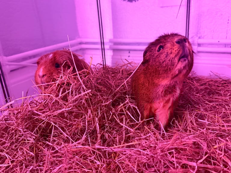 2 Male Guinea pigs