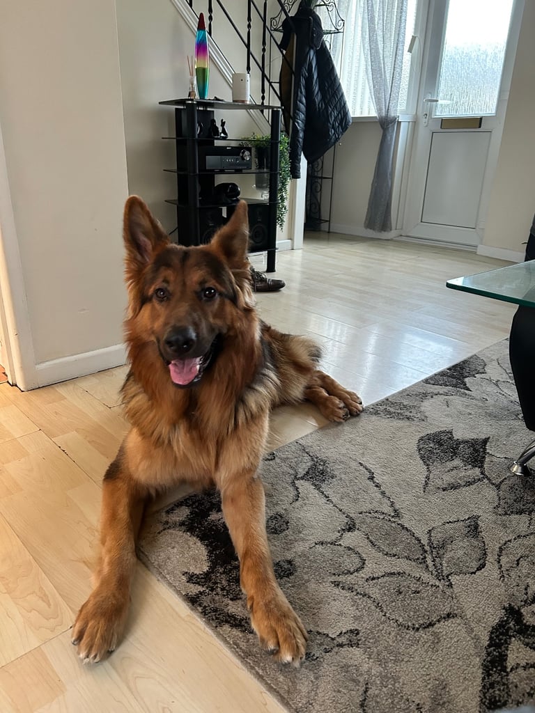 Pedigree German shepherd/ no papers