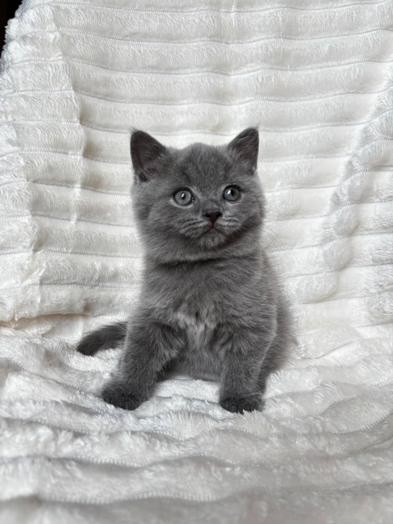 image for GCCF BRITISH SHORTHAIR & BRITISH LONGHAIR KITTENS