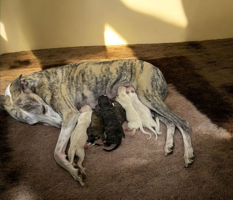 Full Pedigree Whippet Puppies