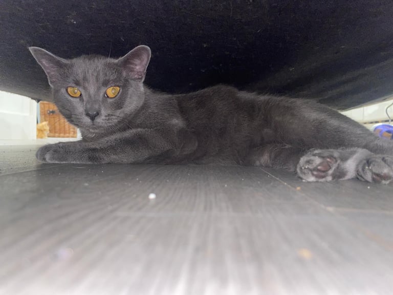 Chratreux 3 month kitten 