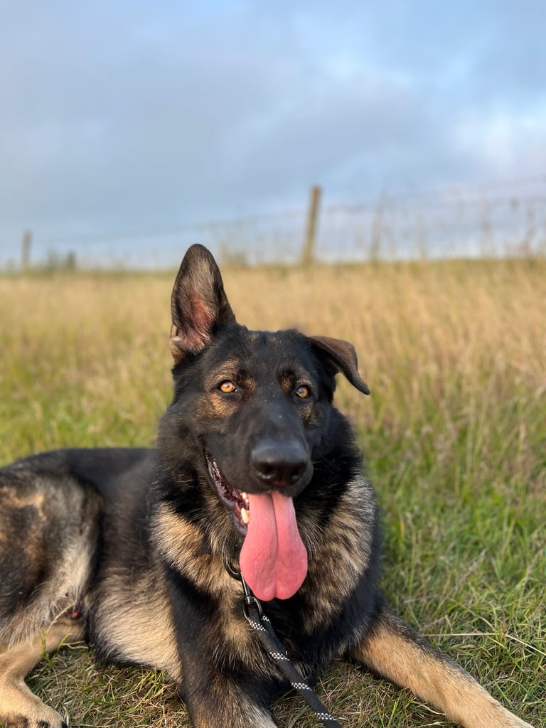 Male German Shepherd - 3.5 Years Old