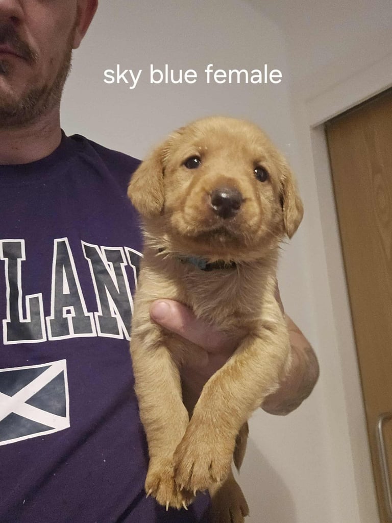 Kc fox red labrador puppies