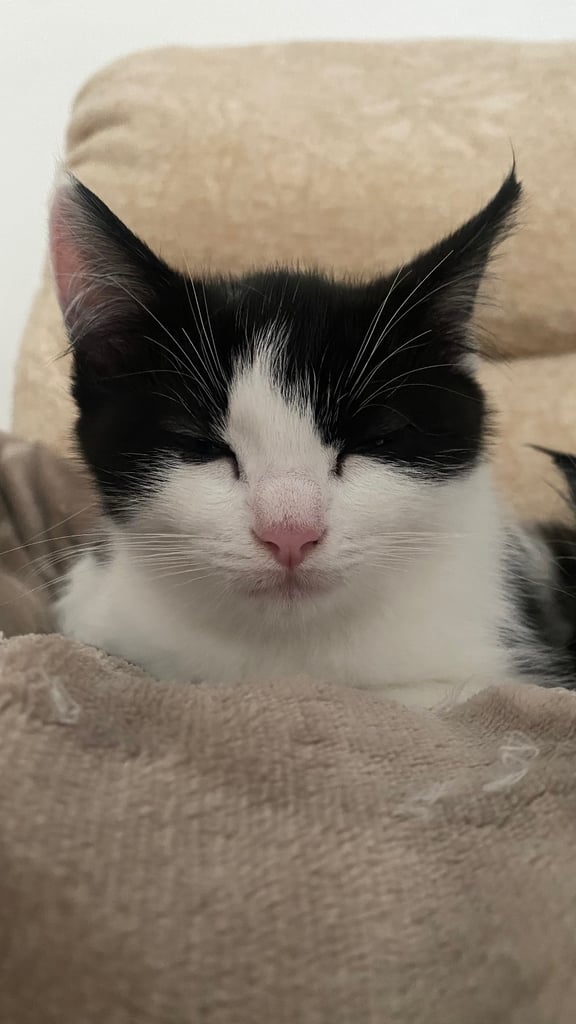 Kitten for sale mixed ragdoll 