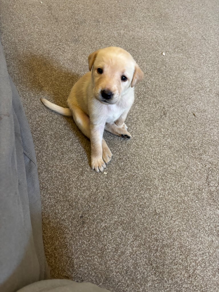 Red fox Labrador puppies for sale 