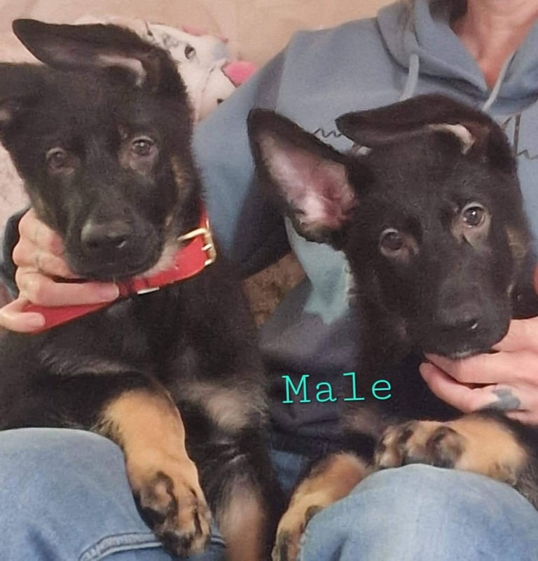 KC Reg German Shepherd Puppies-Ready to leave!