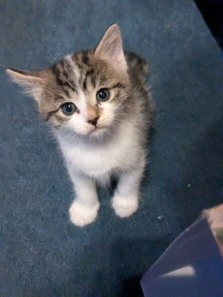 Maine Coon Cross Kittens 
