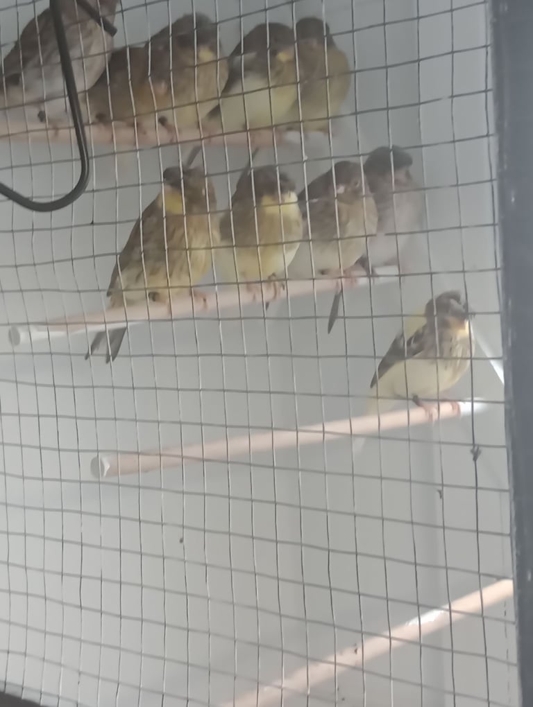 image for Gloster canarys