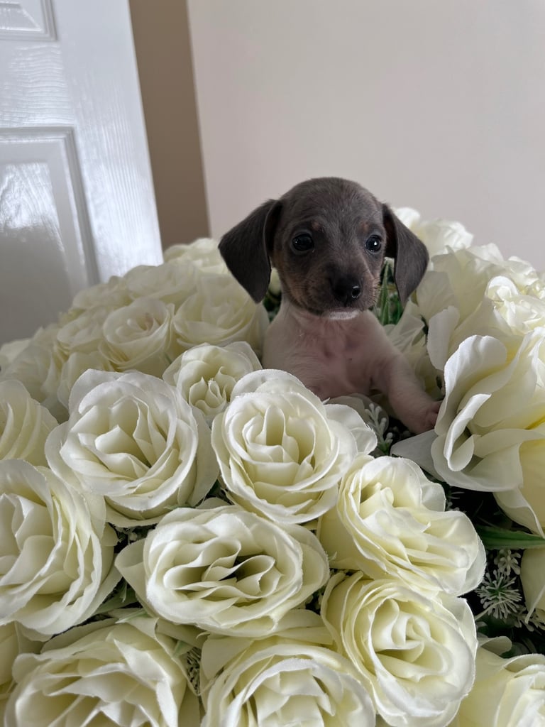 Miniture dachound 