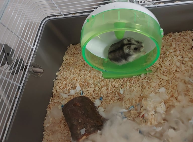 image for My beautiful Russian dwarf hamster  she is 3 months old 