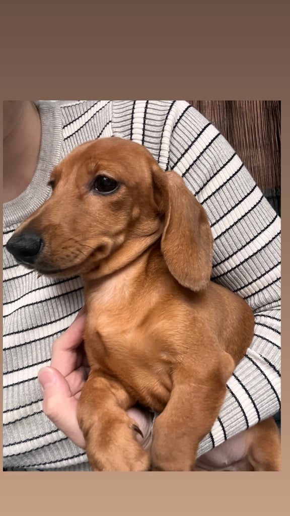 2 female dachshund puppy's 