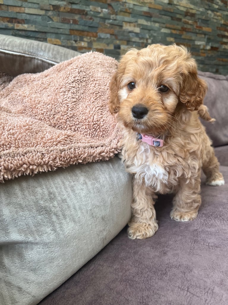 image for Beautiful cockapoo girl 🩷