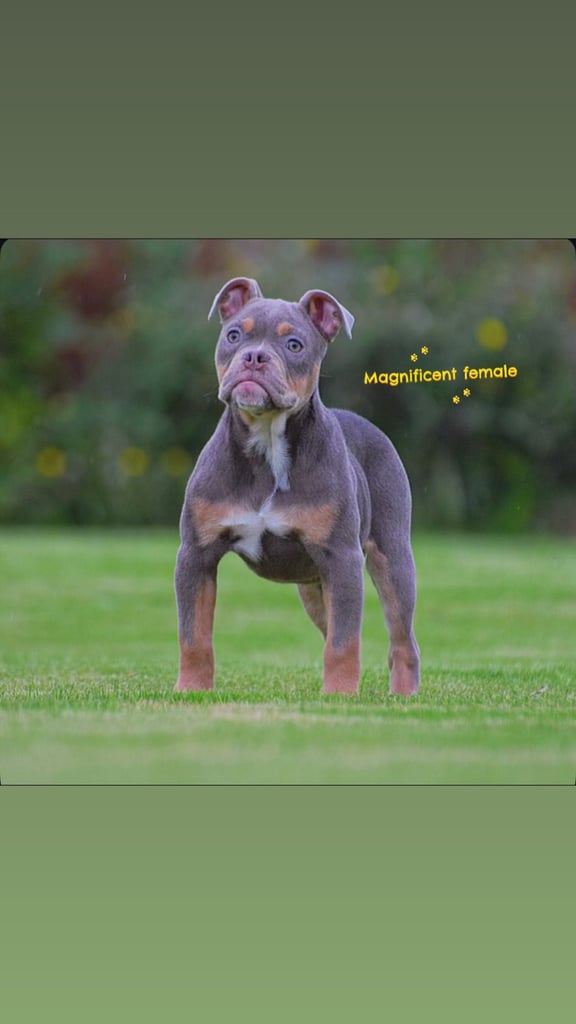 image for Olde English bulldogs old tyme bulldogs, Bulldogs  