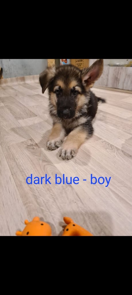 🐾 Adorable 8-Week-Old German Shepherd Puppies Ready for Their Forever Homes! 🐾