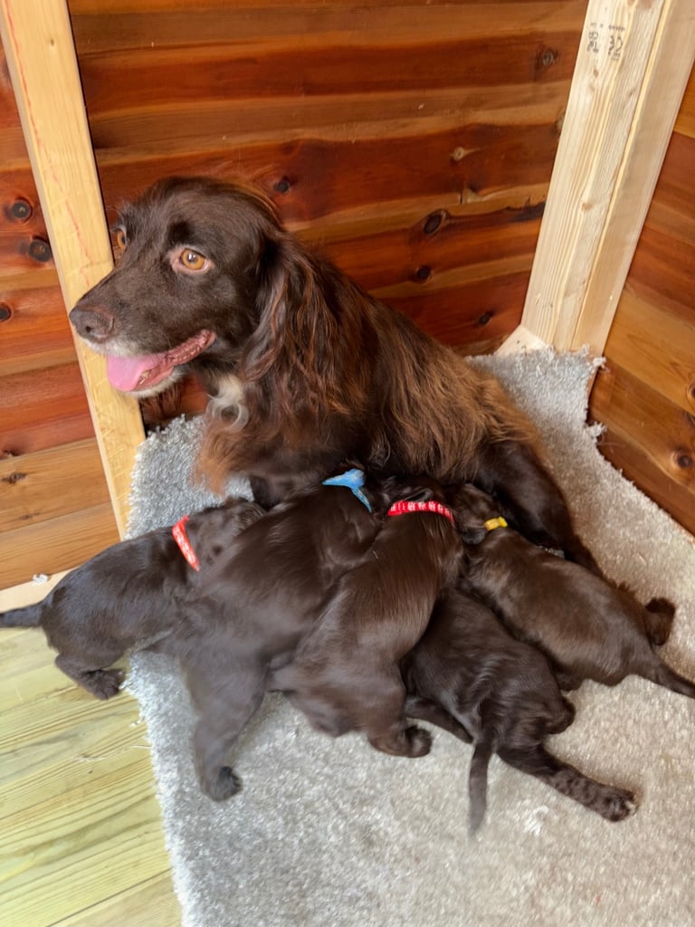 Cocker Spaniel Puppies